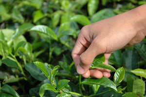 Just Matcha Hand-Picking Tea Leaves